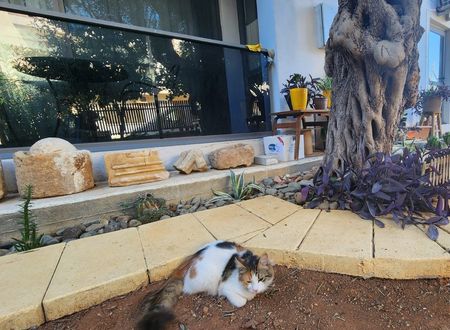 cyprus/gazimagusa/kirkorguesthousea97c01f0.jpg