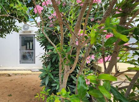 cyprus/gazimagusa/kirkorguesthousefb5ac7fe.jpg