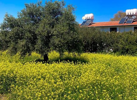 cyprus/kibris/barehillholidayvillage56bab67a.jpg