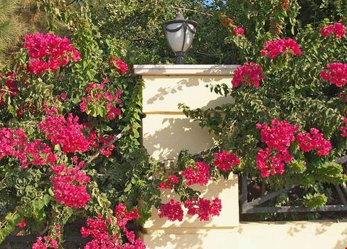 kibris/girne/beylerbeyi/bella-view-boutique-hotel_1d28b7b6.jpg
