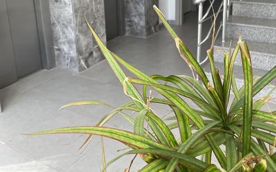 Alya Rooms · 3