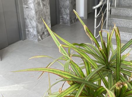 kibris/lefkosa/lefkosa/alya-rooms_1713e1cb.jpg