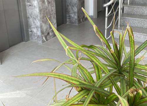 kibris/lefkosa/lefkosa/alya-rooms_1713e1cb.jpg