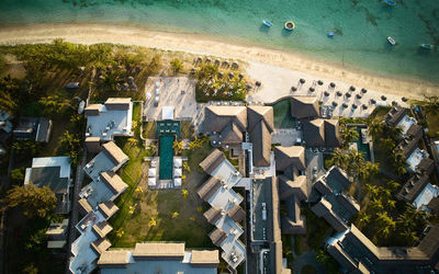 C-mauritius Palmar · 2