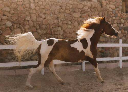 misir/guney-sina/sharm-el-sheikh/concorde-el-salam-front-hotel_b20aafe6.jpg