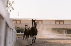 misir/guney-sina/sharm-el-sheikh/concorde-el-salam-sport-hotel_5f08f4fb.jpg