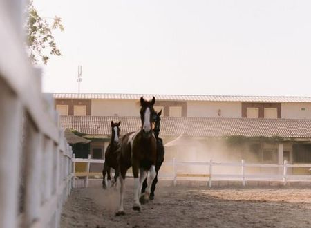 misir/guney-sina/sharm-el-sheikh/concorde-el-salam-sport-hotel_5f08f4fb.jpg