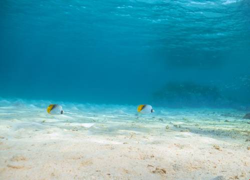 misir/kizildeniz/marsa-alam/pickalbatros-sea-world-resort-marsa-alam_ec08df3e.png