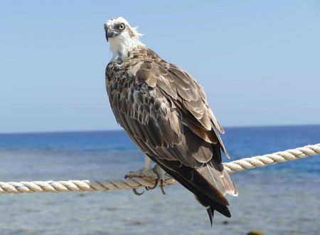 misir/kizildeniz/marsa-alam/wadi-lahmy-azur-resort_244f507e.jpg