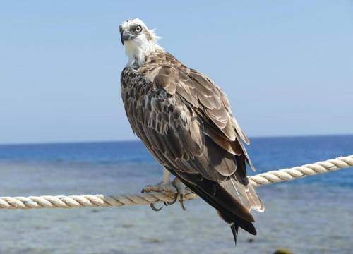 misir/kizildeniz/marsa-alam/wadi-lahmy-azur-resort_244f507e.jpg