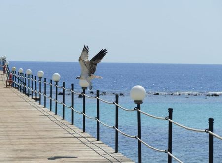 misir/kizildeniz/marsa-alam/wadi-lahmy-azur-resort_c0c9caac.jpg