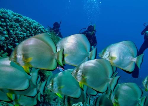 misir/sarm-el-seyh/om-el-seid-hill/renaissance-sharm-el-sheikh-golden-view-beach-resort_2d2c3f6f.jpg