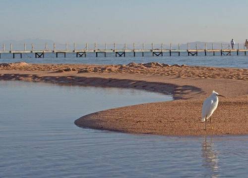 misir/sharm-ash-sheikh/qesm-sharm-ash-sheikh/aurora-oriental-resort_ce02caa6.jpg