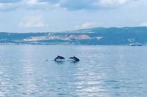 placeimages/turkiye/kocaeli/karamursel/otel-blue-pier_genel-2c42e356.jpg