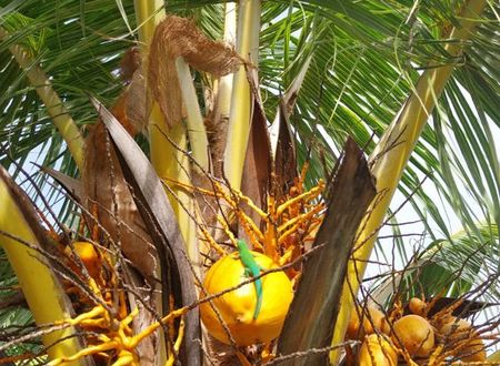 seysel-adalari/la-digue/anse/agnes-cottage-seychelles_ed74357b.jpg