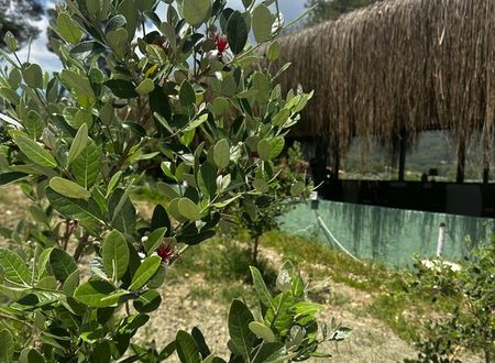 turkey/antalya/kandybosecofarmvillageed0b39f9.jpg
