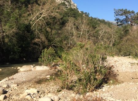 turkey/antalya/kemer/canariopension9aa6c10d.jpg