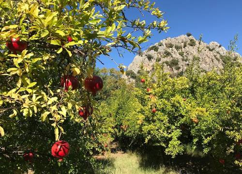 turkey/antalya/kemer/turkuazbutikoteldaee4cfa.jpg