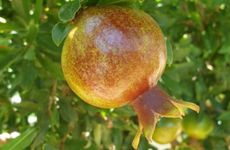 turkey/antalya/kumluca/narcicegihoteladrasan468cff17.jpg