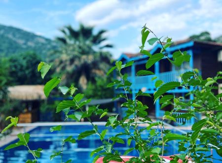 turkey/antalya/kumluca/wildpineolympos053ba1c1.jpg