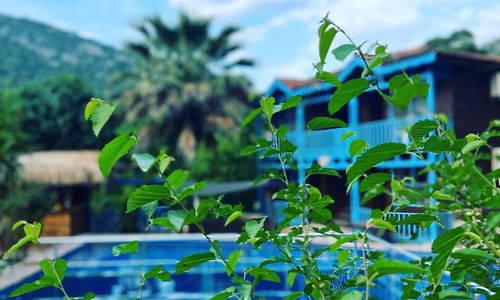 turkey/antalya/kumluca/wildpineolympos053ba1c1.jpg