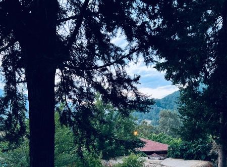 turkey/antalya/kumluca/wildpineolymposc2809c1a.jpg