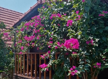 turkey/antalya/rivierabungalowevleridemre5352bd73.jpg
