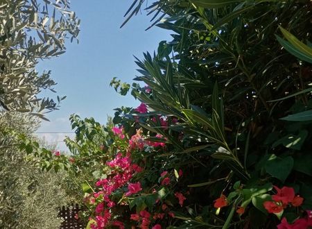 turkey/antalya/rivierabungalowevleridemre9187d39e.jpg