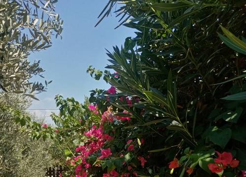 turkey/antalya/rivierabungalowevleridemre9187d39e.jpg