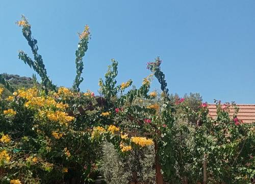 turkey/antalya/rivierabungalowevleridemre9acfcbff.jpg