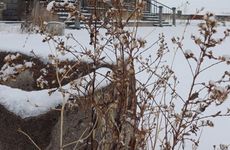 turkey/ardahan/cildirgolukonagi2b8356d6.jpg