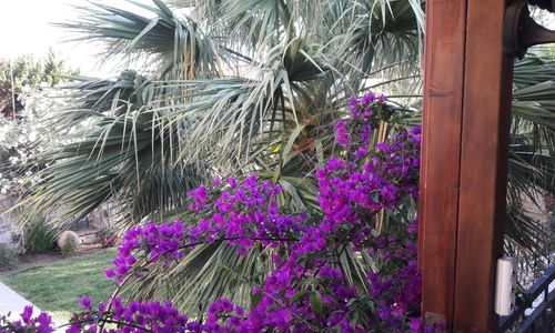 turkey/balikesir/ayvalik/cundasirotel90160ba4.jpg