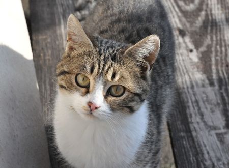 turkey/bolu/abantyesilevmasalevleri7eb18ea3.jpg