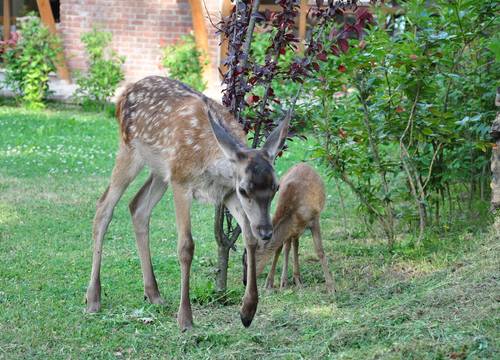 turkey/bolu/merkez/gazelleresortspahotelfb8704ea.jpg