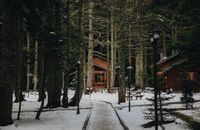 Waldhütte Typ C