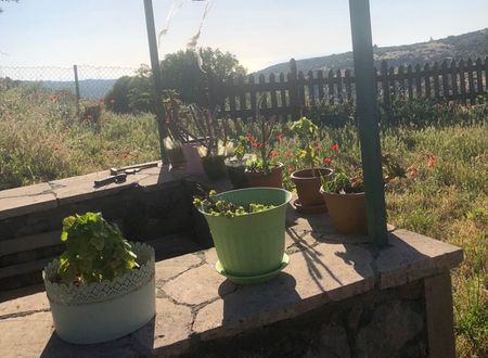 turkey/canakkale/ayvacik/pirnalkoyevi8b23caba.jpg