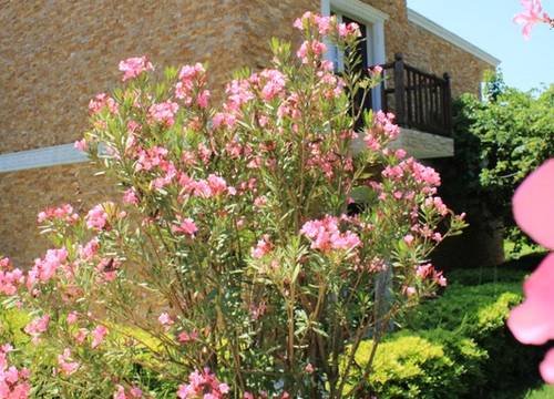 turkey/canakkale/gokceada/alisboutiqueotel2b15ce48.jpg
