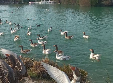 turkey/denizli/pamukkale/sunrosepansiyon296f33c3.jpg