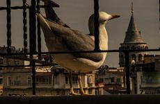 turkey/istanbul/beyoglu/galatam8404c64005.jpg