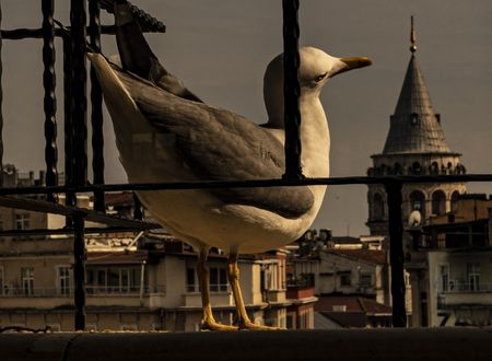 turkey/istanbul/beyoglu/galatam8404c64005.jpg