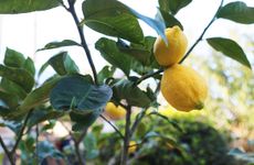 turkey/izmir/cesme/alacatialbatroshotel7328aa34.jpg