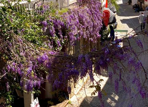 turkey/izmir/cesme/windmillalacatikoyici38fb944b.jpg