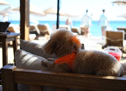 turkey/izmir/cesme/zayacesmehotelbeachd8392bcb.jpg