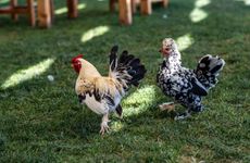 turkey/izmir/espiracasper7b500ee7.jpg