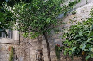 turkey/izmir/kaktushanbutikotel0bac4ea2.jpg