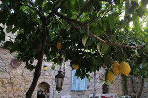 turkey/izmir/kaktushanbutikotel7013da4f.jpg