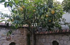turkey/izmir/kaktushanbutikotel74762362.jpg