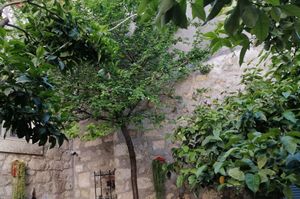 turkey/izmir/kaktushanbutikotel8e1614b0.jpg