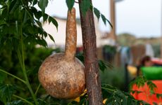 turkey/izmir/karaburun/capocalaberno067b60a3.jpg