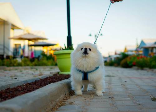 turkey/izmir/seferihisar/happylifehousesaa69d11d.jpg
